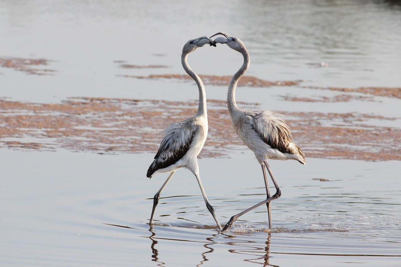 Ghadira Nature Reserve